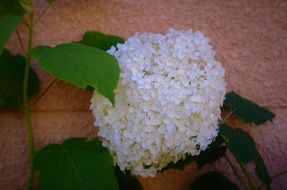 photo white blooming buds on the background of the wall