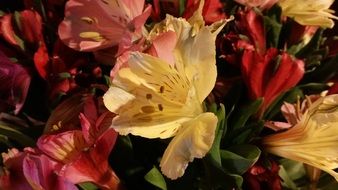 spring yellow and red flowers on a bed in the garden