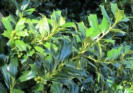 holly with green berries close-up
