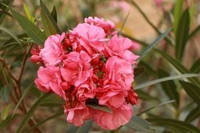 delicate pink flower in pernambuco