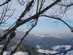black forest on the mountain