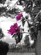 bright purple flower on a black and white background