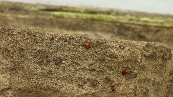 Ladybug on the rocks