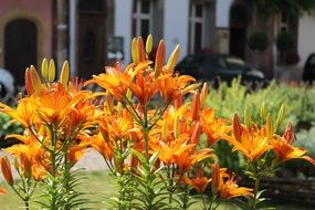 orange lilies on the flowerbed in the city