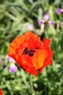 one red poppy close up
