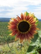 red sunflower on nature