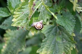 Close-up of the beautiful and colorful snail on the green leaf