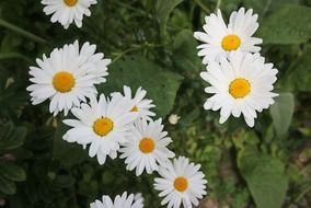 Beautiful daisy flowers