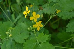 greater celandine yellow plant closeup