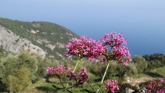 Beautiful colorful flowers on Greek Island