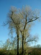 crowns of trees in late autumn