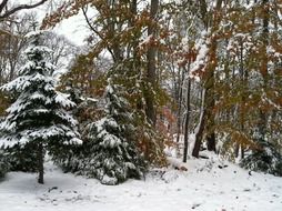 snow trees winter cold nature