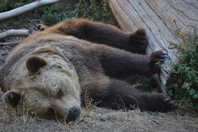 orso bear sleep