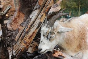 goat with horns in zoo