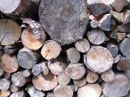 cut trees in the forest
