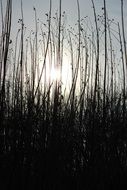 plant silhouettes at sky