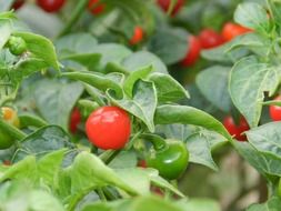 small red and green peppers on a branch