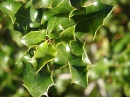 sharp-pointed green leaves