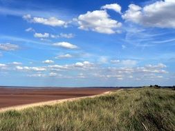 grass on coast and brown beach under blue sky with white clouds