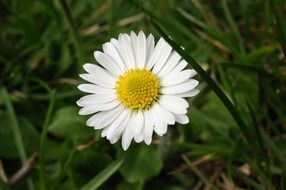 white daisy among green grass in the meadow