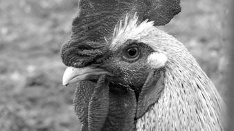 rooster head close up, Black and white