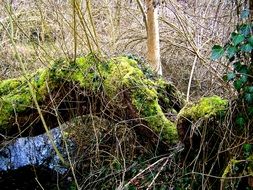 moss on a fallen tree in the wild