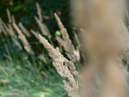 nature wild plant