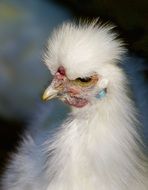 photo of seidenhuhn chicken on a blurred background