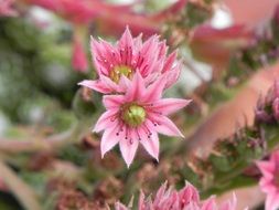 pink flowers close up on blurred background