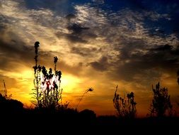 Plants silhouettes at sunset