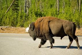 Bison on the road