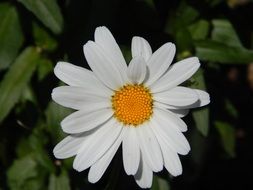 closeup photo of White camomile among green plants in the garden