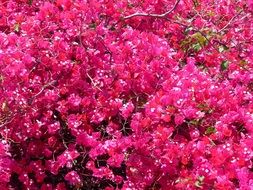 Pink bougainvillea flower bush