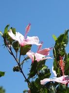 Photo of Pink hibiscus flowers