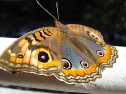 peacock butterfly on a white pipe