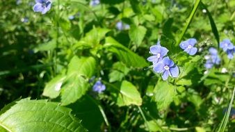 Blue spring flowers blossom