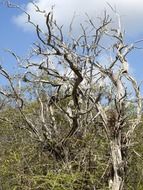 dry gnarled tree in thickets on a sunny day