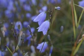 blue bluebells flowers on a meadow