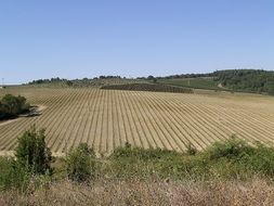 agricultural fields in Tuscany, Italy