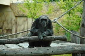 big monkey on the ropes at the zoo