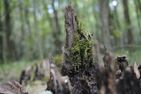 root forest tree