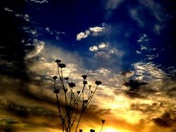 flower against the evening sky