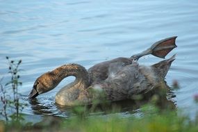 young swan on the water close up