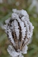 frozen plant in autumn