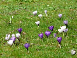 purple and white crocuses on a green meadow