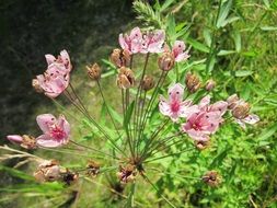 butomus umbellatus