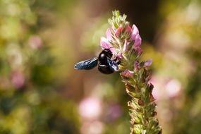 black bee on pink flower