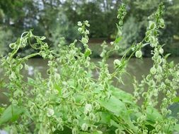 green fallopia dumetorum close-up on blurred background