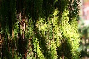 thuja with green leaves in the garden