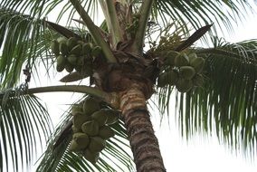 bottom view of palm tree with coconuts
